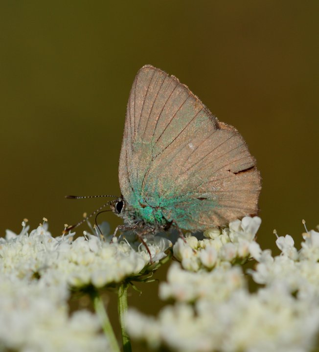 Callophrys rubi malridotta?